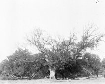 Heacham Hall tree Possibly The 'Pocahontas' Mulberry Tree Original caption: Heacham Hall tree