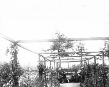 Mr. Mitchell's pergola with group Original caption: Mr. Mitchell's pergola with group