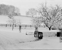 Chicken yard in snow Original caption: Chicken yard in snow