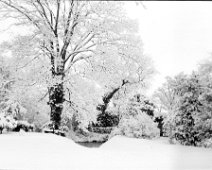 Prettiest snow photo of tree, river and garden gate Original caption: Prettiest snow photo of tree, river and garden gate