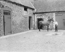 Stables. William holding bay mare Original caption: Stables. William holding bay mare