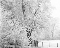 Tennis lawn, shrubbery etc. in winter Original caption: Tennis lawn, shrubbery etc. in winter