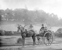 Gilbert driving gray mare Original caption: Gilbert driving gray mare