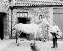 William holding gray mare Original caption: William holding gray mare