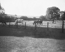 Cows in field.jpg Sedgeford. Original caption: Cows in field