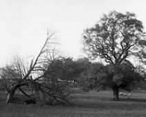 Landscape.jpg Same pair of trees as no. 9 in this box but different season. Sedgeford Park Original caption: