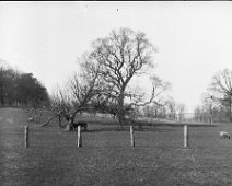 Park landscape Same pair of trees as no. 5 in this box but different season. Sedgeford Park Original caption: Park landscape