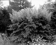 Giant Astilbe Original caption: Giant Astilbe