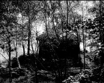 Woodland scene Original caption: Woodland scene