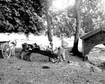 3 men logging wood Original caption: 2 men logging wood