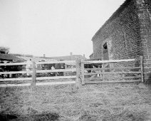 Cows in a farmyard Mr. Plattens barn Original caption: Cows in a farmyard