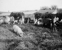 Farmyard scene Mr. Plattens barn Original caption: Farmyard scene