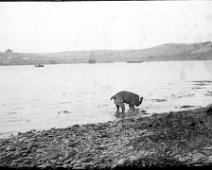 Dog in the sea Original caption: Dog in the sea