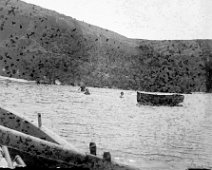 Group swimming. From boat Original caption: Group swimming. From boat