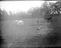 Horse pulling tree trunk Original caption: Horse pulling tree trunk