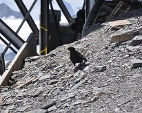 Nikon_20150807_110244 Alpine Chough, Mönchsjochhütte