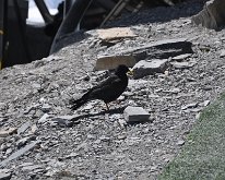 Nikon_20150807_110307 Alpine Chough, Mönchsjochhütte