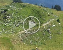 20150811_123436 Cows at Schynige Platte