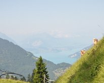 Nikon_20150811_100538 Thunersee from the route up to Schynige Platte