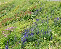 Nikon_20150809_085813 Alpine meadow