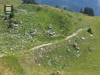 20150811_123436 Cows at Schynige Platte