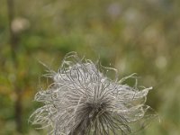 Nikon_20150811_114103 Alpine pasque flower seed head